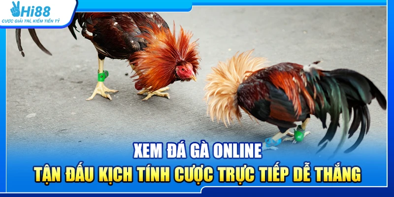 37.xem da ga online – tan dau kich tinh cuoc truc tiep de thang 1