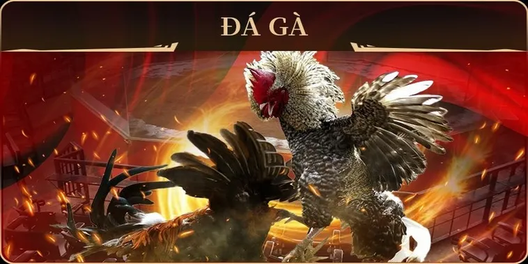 Chơi Đá Gà GA28 Hi88 Ngay Để Thắng Lớn Mỗi Ngày